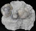 Platystrophia Brachiopods Fossil From Kentucky #21813-1